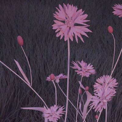 皇冠新体育·(Crown)