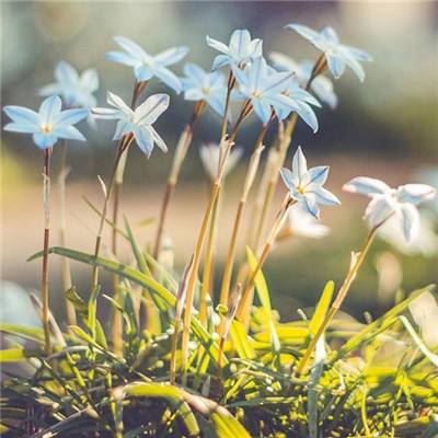 大发国际手机app下载