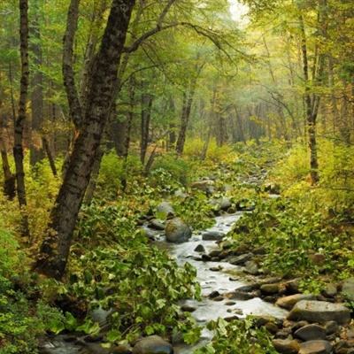 lol外围购买网站