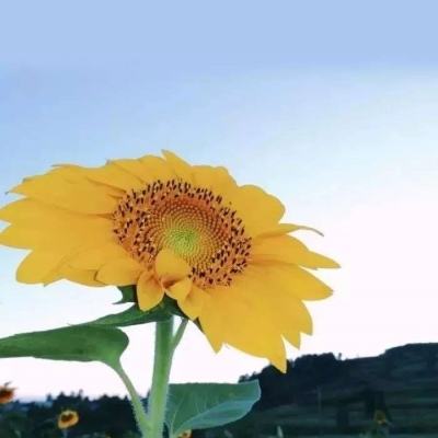 im电竞官方官网