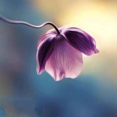 半岛官网入口网页版app下载