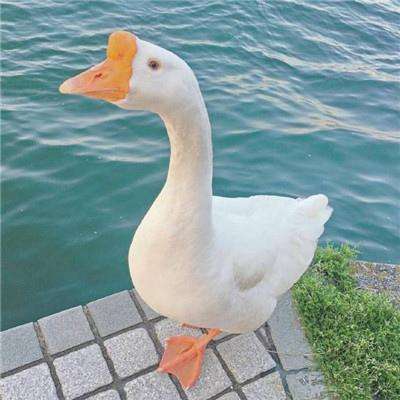 澳门太阳游戏网站