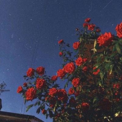 凤凰彩票56677官网入口查询