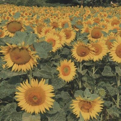 金年会官方APP下载