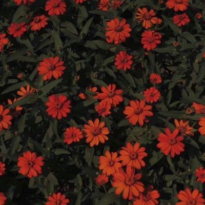 管家婆一码一肖资料下载手机版