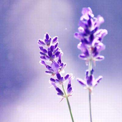 半岛·综合下载手机版