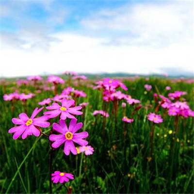 炸金花游戏手机app下载