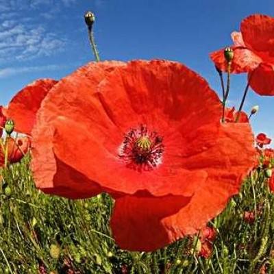 金沙集团9500官网