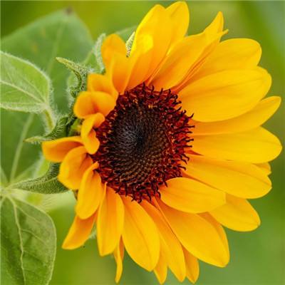 鸭脖app下载手机app下载