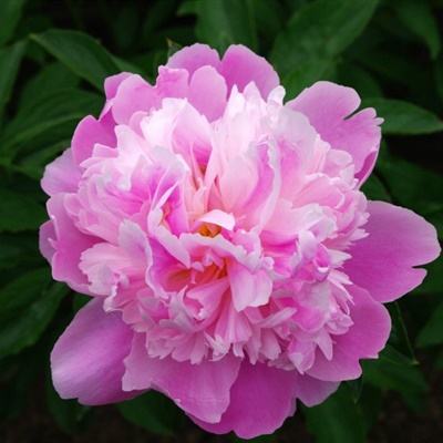 必赢亚洲app下载