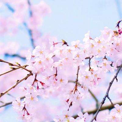 半岛bob·体育官方网站