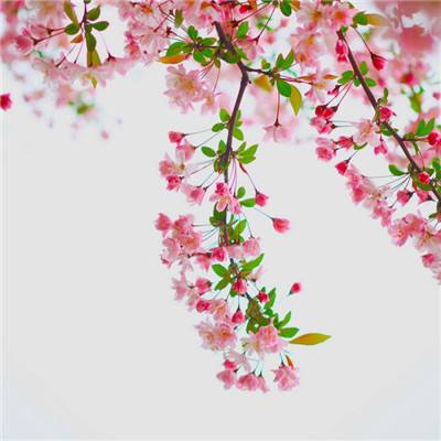 博鱼半岛在线登录