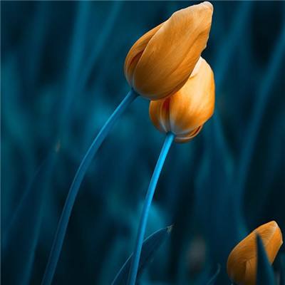 乐鱼app下载下载手机版