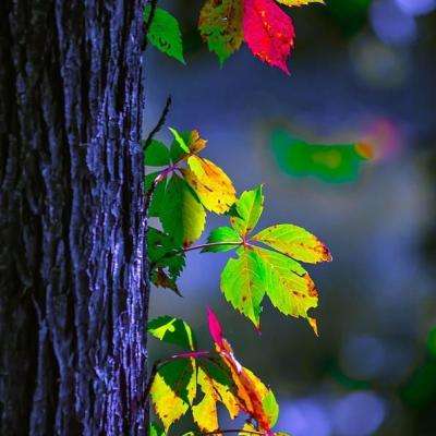 博鱼(boyu)·体育手机app下载