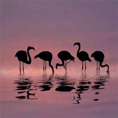 im电竞官网手机app下载