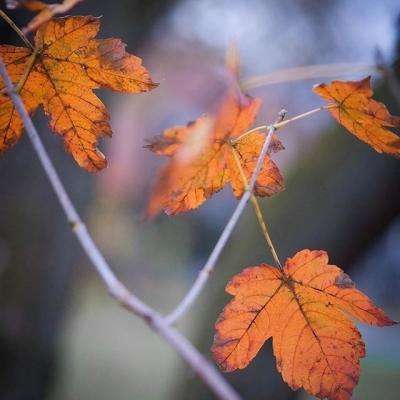 必一体育官方下载入口