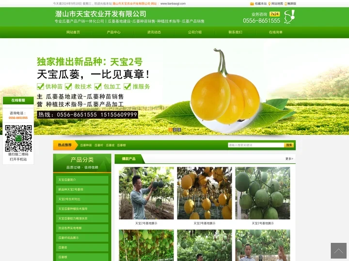 瓜蒌苗_瓜蒌种植基地_瓜蒌种植效益-潜山市天宝农业开发有限公司