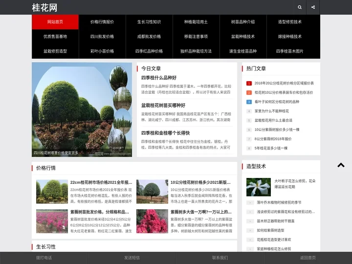 桂花树价格_四川成都桂花树苗_盆栽种植叶子修剪技术_桂花树图片