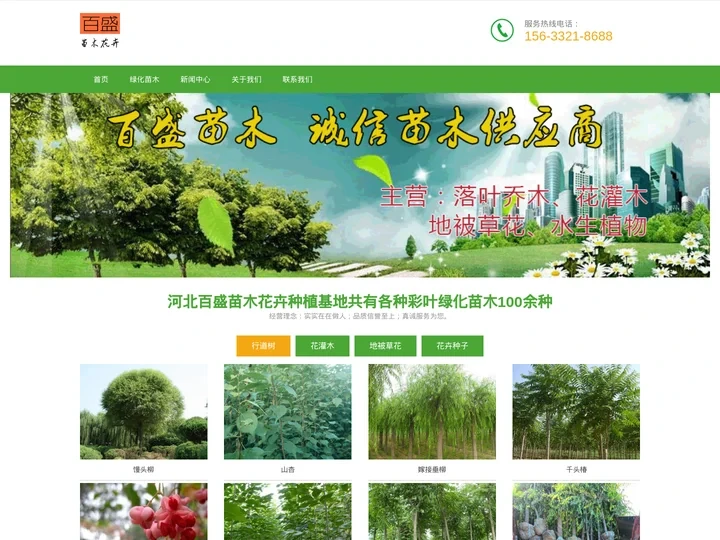 大型彩叶苗木_绿化苗木_草花种植基地-河北百盛苗木