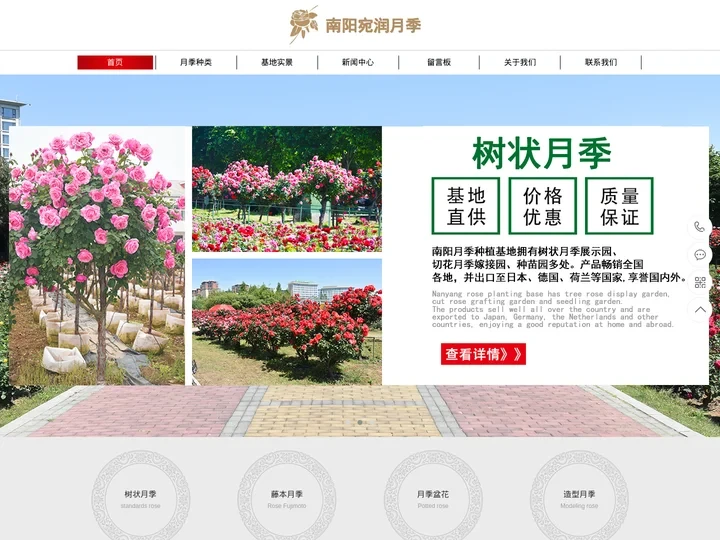 大花月季_丰花月季_藤蔓月季_藤本月季_月季树-南阳月季