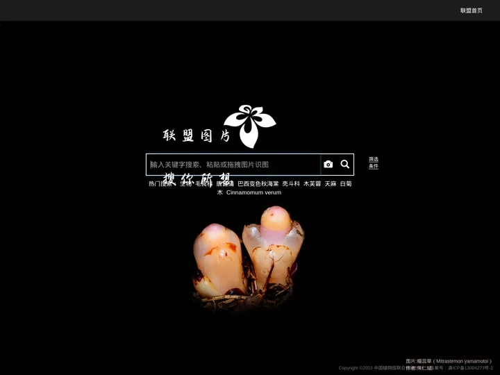 联盟图片 | CUBG