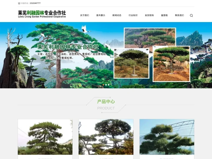 莱芜大型景观松价格-造型景观松-造型松基地-平顶松-利融园林