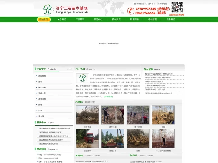 法国梧桐_法桐 - 济宁三友苗木基地
