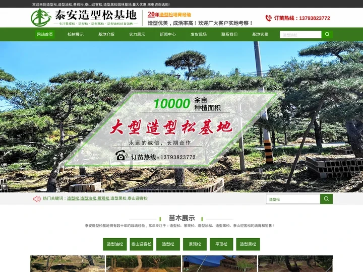 造型松|泰山迎客松|造型油松-泰安小苹果园林