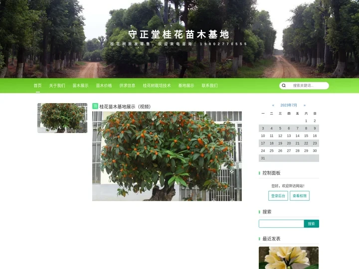守正堂桂花树批发零售_桂花树批发零售
