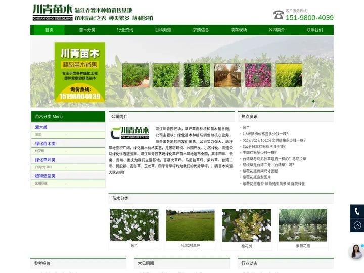绿化苗木价格 - 常绿乔木批发 - 灌木苗圃基地 - 温江川青园艺场