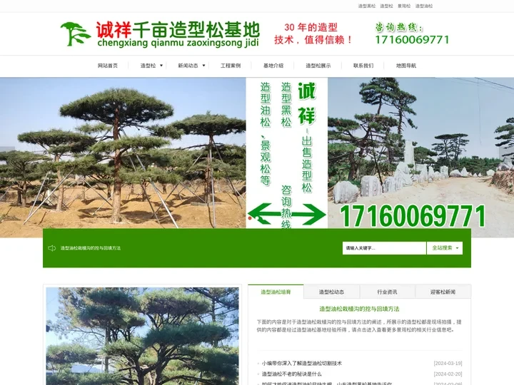 造型松_造型油松_泰山迎客松_景观松基地-山东莱芜诚祥千亩造型松基地