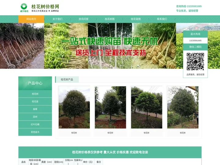 桂花树-源知道网