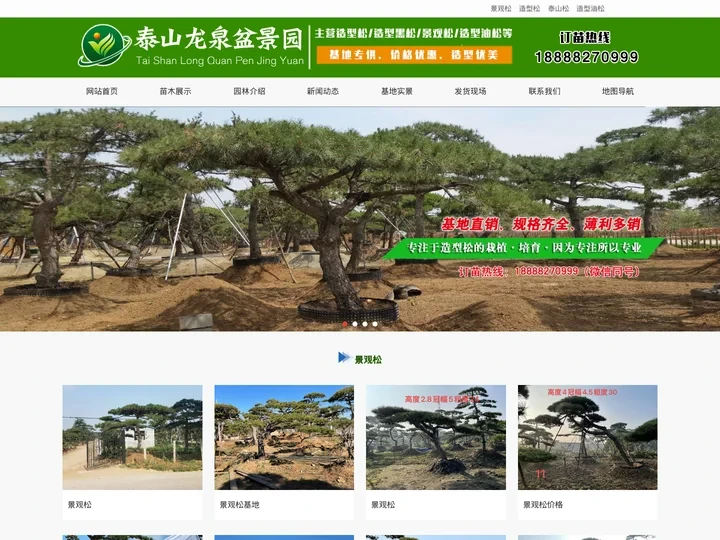 景观松|泰山松|造型松|黑松盆景-泰山龙泉盆景园