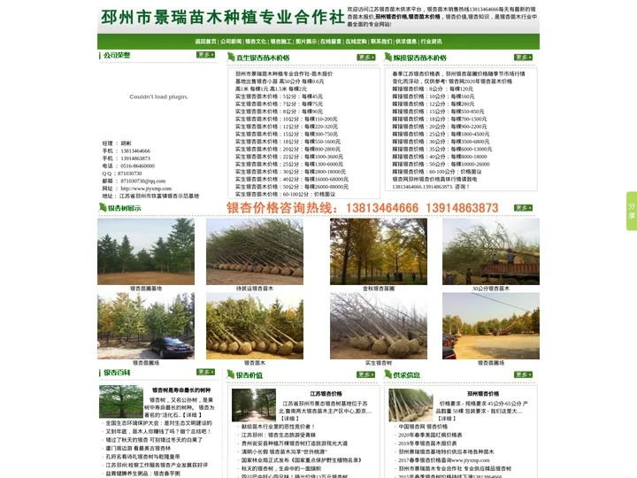 邳州银杏价格|银杏苗木价格|银杏苗圃【邳州市景瑞苗木种植专业合作社】