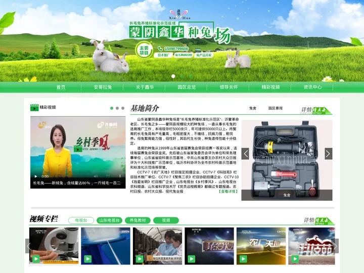 长毛兔-山东蒙阴鑫华种兔场