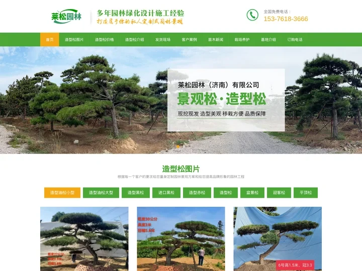 造型松-造型油松价格-造型黑松-景观松-泰安莱芜造型松树基地