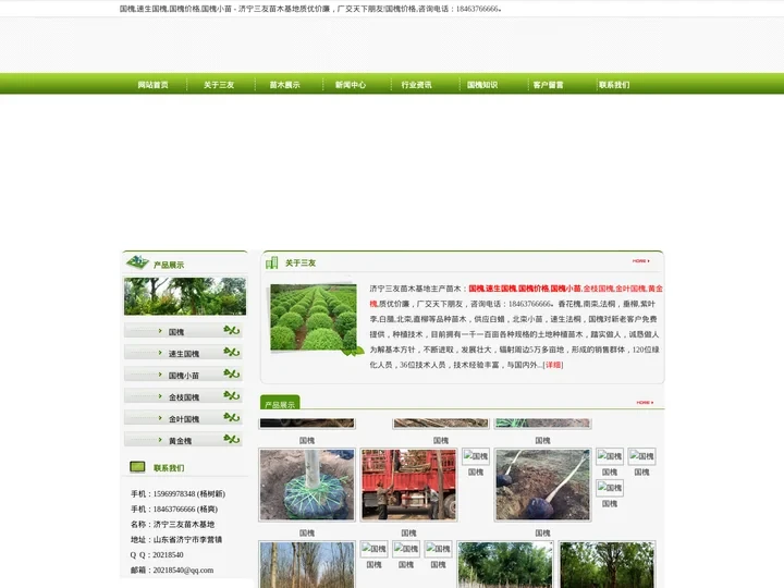 国槐_速生国槐_国槐价格_国槐小苗 - 济宁三友苗木基地