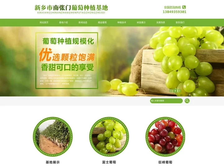 新乡富士葡萄批发,葡萄采摘园-南张门葡萄园种植基地