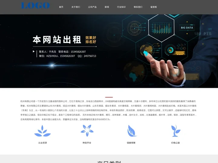 山东大叶黄杨树苗批发-大叶黄杨球价格-烟台冬青球-招远市老朋友苗木种植园