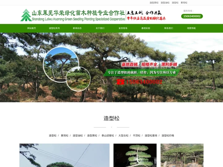 景观松,造型松,造型油松,造型黑松-山东莱芜华荣绿化苗木种植专业合作社