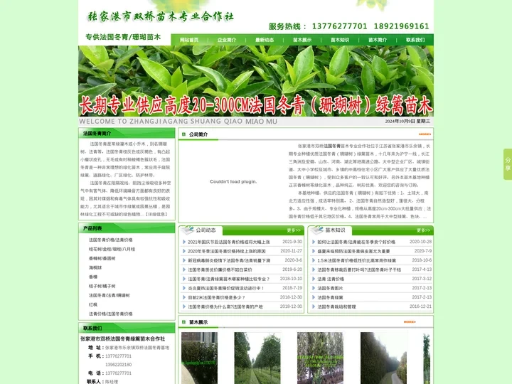 法国冬青_珊瑚树_香橼树_法国冬青价格-张家港市双桥苗木专业合作社