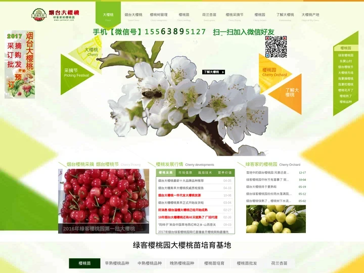 烟台大樱桃_樱桃苗_大樱桃批发_大樱桃代理货源_烟台绿客樱桃园