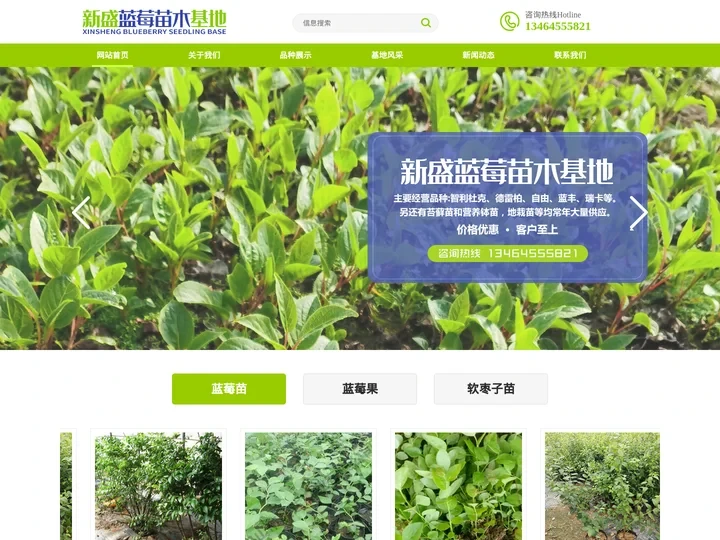 蓝莓苗-丹东市振安区新盛蓝苺苗木基地