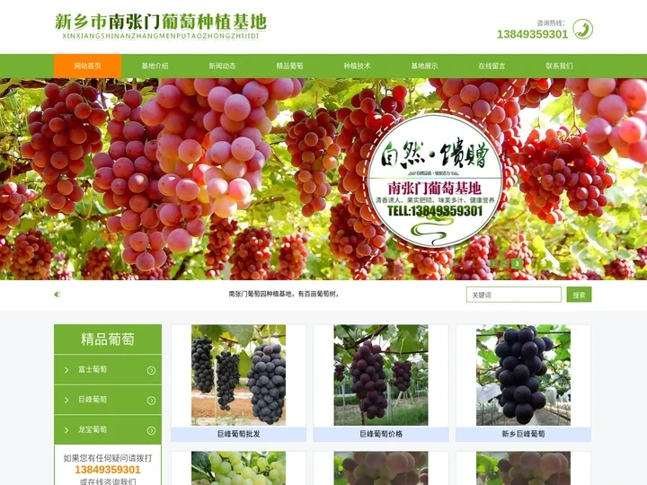 新乡葡萄采摘园-巨峰葡萄批发-南张门葡萄园种植基地