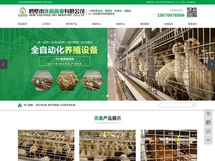 青年鸡价格_青年鸡养殖_60日青年鸡价格-鹤壁市优禽禽业有限公司