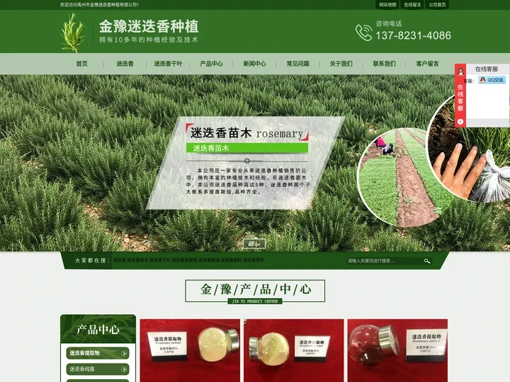 迷迭香-迷迭香苗木-特级迷迭香-禹州市金豫迷迭香种植有限公司