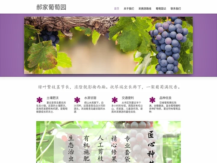 2024青岛葡萄采摘节,到毛公山葡萄采摘园—品尝美味巨峰葡萄