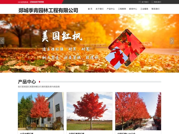 美国红枫-红冠美国红枫-育苗繁育基地-郯城季青园林工程有限公司