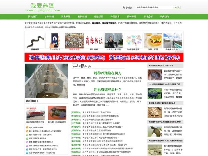 黄沙鳖苗-养殖技术-广西/广东黄沙鳖批发-我爱养殖网