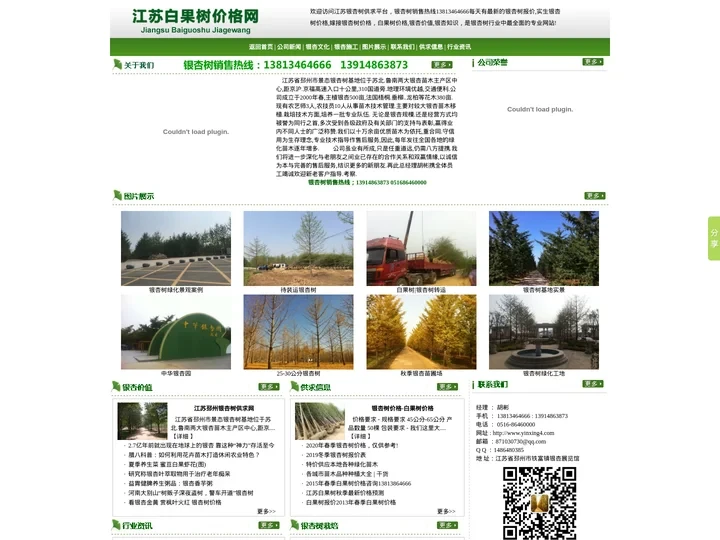 白果树价格_银杏树价格_江苏邳州白果树报价13813464666_http://www.yinxing4.com